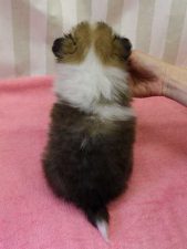 シェットランドシープドッグ（シェルティー）子犬、ミニシェルティーサイズ、男の子（オス）、セーブル＆ホワイト、2016年 3月 12日生れ、神奈川県ブリーダー、ＩＤ9828。背中