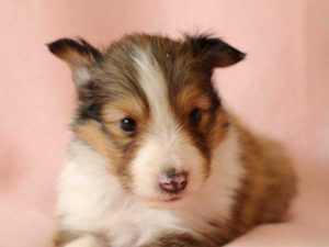 シェットランドシープドッグ（シェルティー）子犬、男の子（オス）、 セーブル＆ホワイト、2016年04月10日生れ、神奈川県ブリーダー、ID9884。お顔2