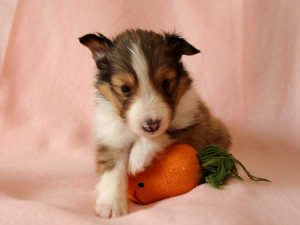 シェットランドシープドッグ（シェルティー）子犬、男の子（オス）、 セーブル＆ホワイト、2016年04月10日生れ、神奈川県ブリーダー、ID9884。正面2