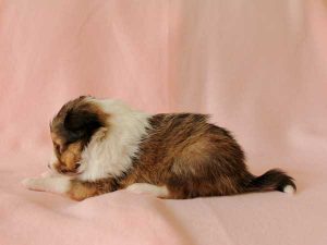 シェットランドシープドッグ（シェルティー）子犬、男の子（オス）、 セーブル＆ホワイト、2016年04月10日生れ、神奈川県ブリーダー、ID9884。左側面