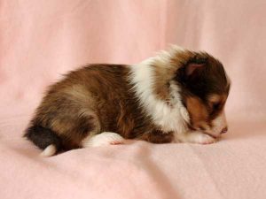 シェットランドシープドッグ（シェルティー）子犬、男の子（オス）、 セーブル＆ホワイト、2016年04月10日生れ、神奈川県ブリーダー、ID9884。右側面