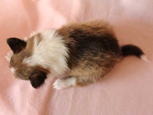 シェットランドシープドッグ（シェルティー）子犬、男の子（オス）、 セーブル＆ホワイト、2016年04月10日生れ、神奈川県ブリーダー、ID9884。背中