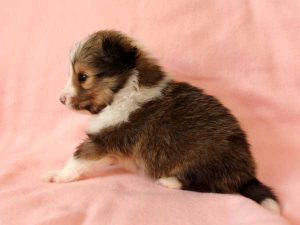 シェットランドシープドッグ（シェルティー）子犬里親募集、セーブル＆ホワイト、男の子（オス）、2016年04月10日生れ、神奈川県ブリーダー、ID9885。左側面
