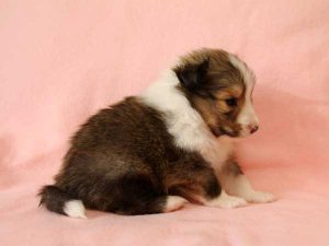 シェットランドシープドッグ（シェルティー）子犬里親募集、セーブル＆ホワイト、男の子（オス）、2016年04月10日生れ、神奈川県ブリーダー、ID9885。右側面