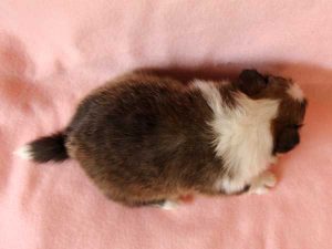 シェットランドシープドッグ（シェルティー）子犬里親募集、セーブル＆ホワイト、男の子（オス）、2016年04月10日生れ、神奈川県ブリーダー、ID9885。背中