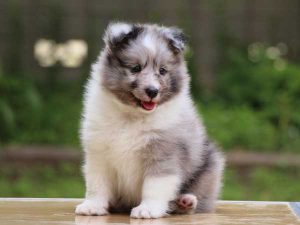 シェットランドシープドッグ（シェルティー）子犬、バイブルー（ブルーマール＆ホワイト）、男の子（牡、オス、Male）、2016年04月05日生れ、東京都ブリーダー、ID9917。おすわり2