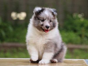 シェットランドシープドッグ（シェルティー）子犬、バイブルー（ブルーマール＆ホワイト）、男の子（牡、オス、Male）、2016年04月05日生れ、東京都ブリーダー、ID9917。おすわり3