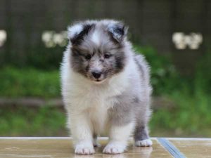 シェットランドシープドッグ（シェルティー）子犬、バイブルー（ブルーマール＆ホワイト）、男の子（牡、オス、Male）、2016年04月05日生れ、東京都ブリーダー、ID9917。立ち姿
