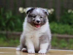 シェットランドシープドッグ（シェルティー）子犬、バイブルー（ブルーマール＆ホワイト）、男の子（牡、オス、Male）、2016年04月05日生れ、東京都ブリーダー、ID9917。正面、おすわり