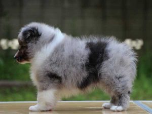シェットランドシープドッグ（シェルティー）子犬、バイブルー（ブルーマール＆ホワイト）、男の子（牡、オス、Male）、2016年04月05日生れ、東京都ブリーダー、ID9917。左側面