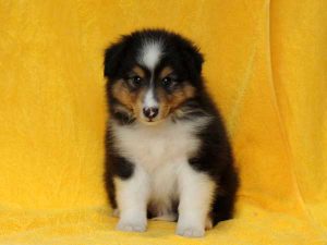 シェットランドシープドッグ（シェルティー）子犬、トライカラー（ブラック＆ホワイト＆タン）、男の子（牡、オス、Male）、2016年5月1日生れ、栃木県ブリーダー、ID9971。正面（おすわり）