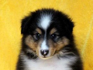 シェットランドシープドッグ（シェルティー）子犬、トライカラー（ブラック＆ホワイト＆タン）、男の子（牡、オス、Male）、2016年5月1日生れ、栃木県ブリーダー、ID9971。お顔2