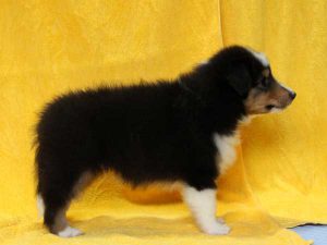 シェットランドシープドッグ（シェルティー）子犬、トライカラー（ブラック＆ホワイト＆タン）、男の子（牡、オス、Male）、2016年5月1日生れ、栃木県ブリーダー、ID9971。右側面