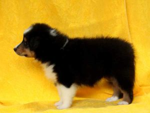 シェットランドシープドッグ（シェルティー）子犬、トライカラー（ブラック＆ホワイト＆タン）、男の子（牡、オス、Male）、2016年5月1日生れ、栃木県ブリーダー、ID9971。左側面