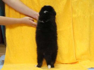 シェットランドシープドッグ（シェルティー）子犬、トライカラー（ブラック＆ホワイト＆タン）、男の子（牡、オス、Male）、2016年5月1日生れ、栃木県ブリーダー、ID9971。背中