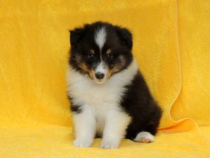 シェットランドシープドッグ（シェルティー）子犬、トライカラー（ブラック＆ホワイト＆タン）、男の子（牡、オス、Male）、2016年05月01日生れ、栃木県ブリーダー、ID9972。正面2（おすわり）