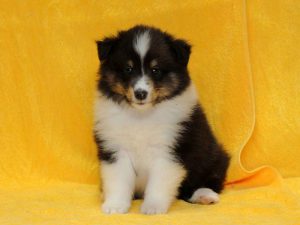 シェットランドシープドッグ（シェルティー）子犬、トライカラー（ブラック＆ホワイト＆タン）、男の子（牡、オス、Male）、2016年05月01日生れ、栃木県ブリーダー、ID9972。正面（おすわり）
