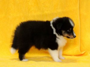 シェットランドシープドッグ（シェルティー）子犬、トライカラー（ブラック＆ホワイト＆タン）、男の子（牡、オス、Male）、2016年05月01日生れ、栃木県ブリーダー、ID9972。右側面