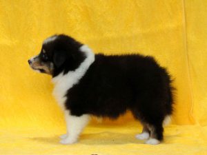 シェットランドシープドッグ（シェルティー）子犬、トライカラー（ブラック＆ホワイト＆タン）、男の子（牡、オス、Male）、2016年05月01日生れ、栃木県ブリーダー、ID9972。左側面