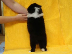 シェットランドシープドッグ（シェルティー）子犬、トライカラー（ブラック＆ホワイト＆タン）、男の子（牡、オス、Male）、2016年05月01日生れ、栃木県ブリーダー、ID9972。背中