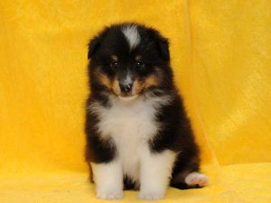 シェットランドシープドッグ（シェルティー）子犬、トライカラー（ブラック＆ホワイト＆タン）、男の子（オス、牡、Male）、2016年05月01日生れ、栃木県ブリーダー、ID9973。正面（おすわり）