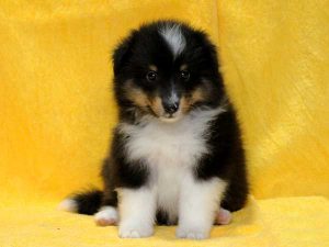 シェットランドシープドッグ（シェルティー）子犬、トライカラー（ブラック＆ホワイト＆タン）、男の子（オス、牡、Male）、2016年05月01日生れ、栃木県ブリーダー、ID9973。正面2（おすわり）