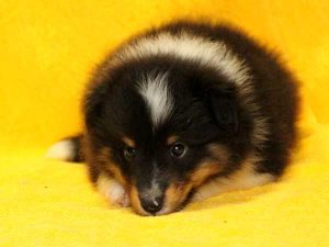 シェットランドシープドッグ（シェルティー）子犬、トライカラー（ブラック＆ホワイト＆タン）、男の子（オス、牡、Male）、2016年05月01日生れ、栃木県ブリーダー、ID9973。正面3（伏せ）