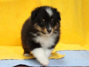 シェットランドシープドッグ（シェルティー）子犬、トライカラー（ブラック＆ホワイト＆タン）、男の子（オス、牡、Male）、2016年05月01日生れ、栃木県ブリーダー、ID9973。正面4（あんよ）