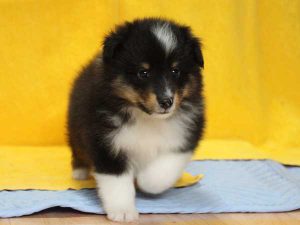 シェットランドシープドッグ（シェルティー）子犬、トライカラー（ブラック＆ホワイト＆タン）、男の子（オス、牡、Male）、2016年05月01日生れ、栃木県ブリーダー、ID9973。正面5（あんよ2）