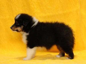 シェットランドシープドッグ（シェルティー）子犬、トライカラー（ブラック＆ホワイト＆タン）、男の子（オス、牡、Male）、2016年05月01日生れ、栃木県ブリーダー、ID9973。左側面
