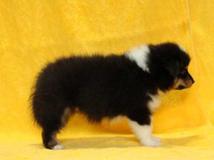 シェットランドシープドッグ（シェルティー）子犬、トライカラー（ブラック＆ホワイト＆タン）、男の子（オス、牡、Male）、2016年05月01日生れ、栃木県ブリーダー、ID9973。右側面