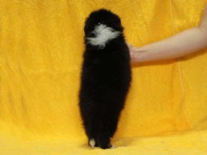 シェットランドシープドッグ（シェルティー）子犬、トライカラー（ブラック＆ホワイト＆タン）、男の子（オス、牡、Male）、2016年05月01日生れ、栃木県ブリーダー、ID9973。背中