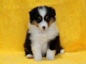 シェットランドシープドッグ（シェルティー）子犬、トライカラー、女の子（牝、メス、Female）、2016年05月01日生れ、栃木県ブリーダー、ID9974、おすわり
