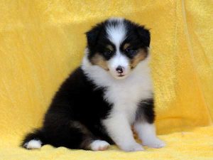 シェットランドシープドッグ（シェルティー）子犬、トライカラー、女の子（牝、メス、Female）、2016年05月01日生れ、栃木県ブリーダー、ID9974、右側面（おすわり）