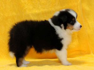 シェットランドシープドッグ（シェルティー）子犬、トライカラー、女の子（牝、メス、Female）、2016年05月01日生れ、栃木県ブリーダー、ID9974、右側面