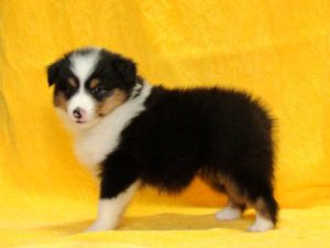 シェットランドシープドッグ（シェルティー）子犬、トライカラー、女の子（牝、メス、Female）、2016年05月01日生れ、栃木県ブリーダー、ID9974、左側面（お顔）