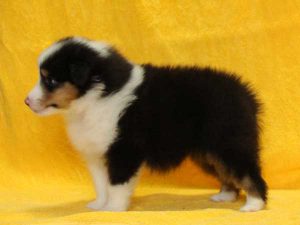 シェットランドシープドッグ（シェルティー）子犬、トライカラー、女の子（牝、メス、Female）、2016年05月01日生れ、栃木県ブリーダー、ID9974、左側面