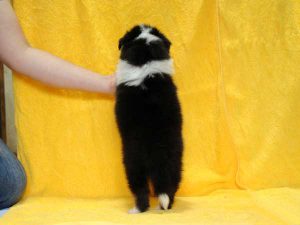 シェットランドシープドッグ（シェルティー）子犬、トライカラー、女の子（牝、メス、Female）、2016年05月01日生れ、栃木県ブリーダー、ID9974、背中