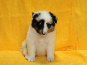 シェットランドシープドッグ（シェルティー）子犬、ブルーマール、男の子（オス、牡、Male）、2016年05月01日生れ、栃木県ブリーダー、ID9975。正面（おすわり2）