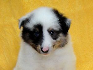 シェットランドシープドッグ（シェルティー、シェルティ）子犬販売情報、ブルーマール、男の子（オス、牡、Male）、2016年5月1日生れ、栃木県ブリーダー、ID9975