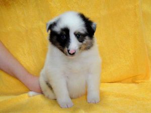 シェットランドシープドッグ（シェルティー）子犬、ブルーマール、男の子（オス、牡、Male）、2016年05月01日生れ、栃木県ブリーダー、ID9975。正面（おすわり）