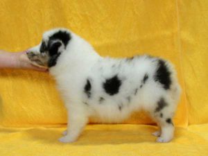 シェットランドシープドッグ（シェルティー）子犬、ブルーマール、男の子（オス、牡、Male）、2016年05月01日生れ、栃木県ブリーダー、ID9975。左側面