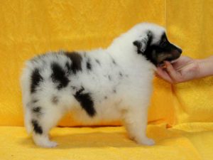 シェットランドシープドッグ（シェルティー）子犬、ブルーマール、男の子（オス、牡、Male）、2016年05月01日生れ、栃木県ブリーダー、ID9975。右側面