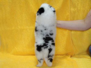 シェットランドシープドッグ（シェルティー）子犬、ブルーマール、男の子（オス、牡、Male）、2016年05月01日生れ、栃木県ブリーダー、ID9975。背中