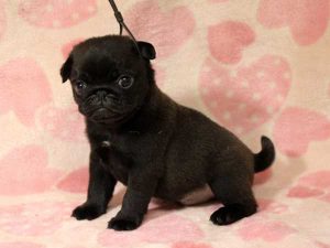 パグ子犬、男の子（牡、オス、Male）、ブラック（黒パグ）、2016年05月19日生れ、千葉県ブリーダー、ID10034。おすわり