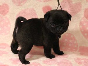 パグ子犬、男の子（牡、オス、Male）、ブラック（黒パグ）、2016年05月19日生れ、千葉県ブリーダー、ID10034。右側面