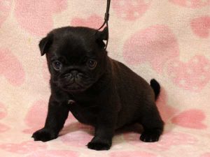 パグ子犬、男の子（牡、オス、Male）、ブラック（黒パグ）、2016年05月19日生れ、千葉県ブリーダー、ID10034。おすわり2