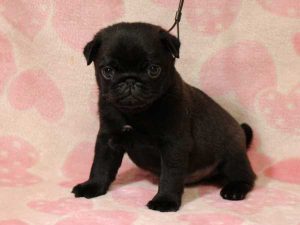 パグ子犬、男の子（牡、オス、Male）、ブラック（黒パグ）、2016年05月19日生れ、千葉県ブリーダー、ID10034。おすわり3