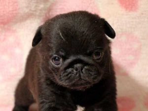 パグ子犬、男の子（牡、オス、Male）、ブラック（黒パグ）、2016年05月19日生れ、千葉県ブリーダー、ID10035。お顔2