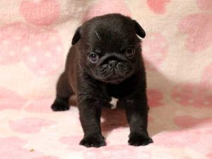 パグ子犬、男の子（牡、オス、Male）、ブラック（黒パグ）、2016年05月19日生れ、千葉県ブリーダー、ID10035。立ち姿2